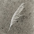 Fragile Feather